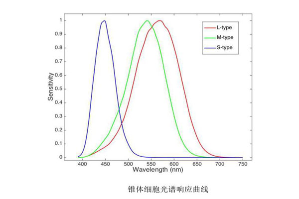 錐體細胞光譜響應曲線